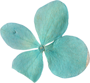 Pressed and Dried Turquoise Blue Flower