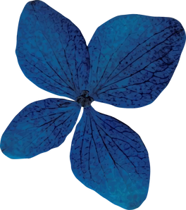 Blue Dried Flower
